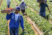Miles de trabajadores mexicanos llegan cada año a cosechar los campos de Canadá: cómo funciona el programa y lo qué cambia en 2026