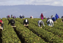 Canadá acelera la residencia permanente de 33.000 trabajadores temporales en comunidades rurales