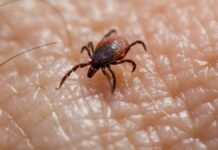 Autoridades sanitarias alertan sobre un inicio temprano de la temporada de garrapatas