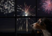 Especialistas recomiendan preparar a las mascotas para reducir estrés causado por fuegos artificiales