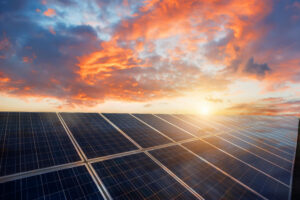 Expansión de energía solar en China estaría afectando la diversidad de aves, según un estudio