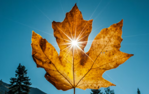Toronto se prepara para un otoño más cálido de lo habitual
