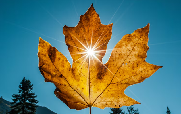 Toronto se prepara para un otoño más cálido de lo habitual